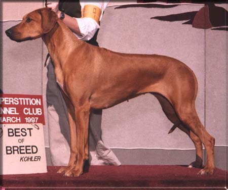 An award winning Rhodesian Ridgeback dog.