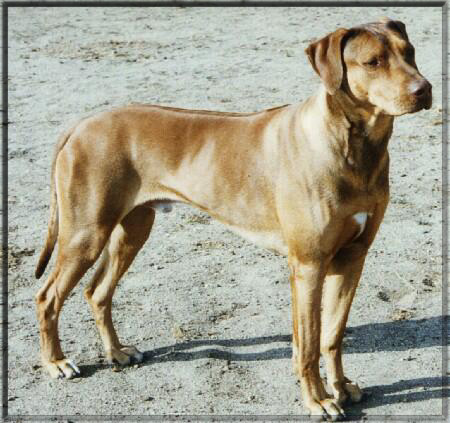 asian ridgeback